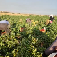 سرکارگرکشاورزی