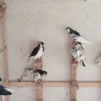 کفتر شهری|پرنده|شیراز, کوشک میدان|دیوار