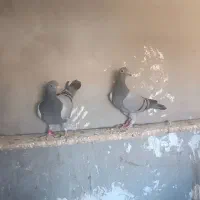 دوجفتجوجهمسافتیباجفتنروماده|پرنده|هامون, |دیوار