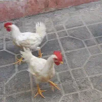 خروس
