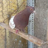 کبوتر کفتر کله ای