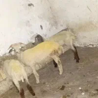 سه عدد بره سه ماهه کیلویی ۸۵۰۰۰۰تومان
