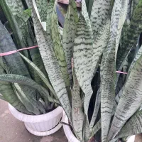 فروش محصولات خانگی|گل و گیاه طبیعی|لاهیجان, لاشیدان|دیوار