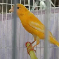 قناری نر پرتقالی مست خوان