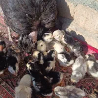 فروش جوجه گلین