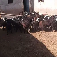 فروش میش وبره ماده ونر|حیوانات مزرعه|ساوه, |دیوار