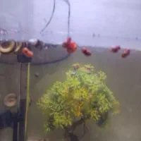 150تاحلزون رامشورن و 30تا کلمبیایی  فروش یا معاوضه|ماهی|ری, علایین|دیوار