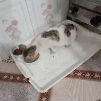 بچه گربه نر|گربه|گرگان, |دیوار