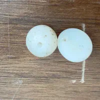 مهره برد اصلی
