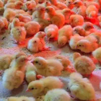 پیش فروش جوجه بلدرچین وایت