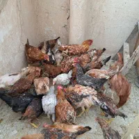 مرغ وخروس|حیوانات مزرعه|تهران, ایران|دیوار