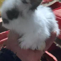 توله خرگوش لووپ اصیل|موش و خرگوش|بردسیر, |دیوار