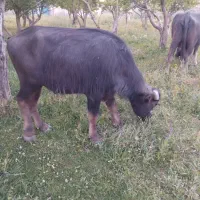 گاومیش نر
