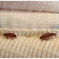 سمپاشی ساس باضمانت کتبی سم پاشی سوسک موش|خدمات نظافت|قم, پردیسان|دیوار