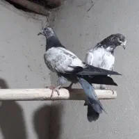 کله‌ دم سبز