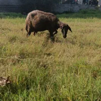 میش بابره ماده خوب|حیوانات مزرعه|کوهی‌خیل, |دیوار