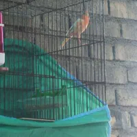 قنارینرمست|پرنده|کارون, |دیوار