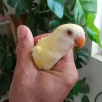 کوتوله  برزیلی دستی و دون خورو یک جفت هم روی تخم|پرنده|بجنورد, |دیوار