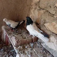 یک جفت کله ای|پرنده|بناب, |دیوار