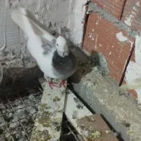 کبوتر طوقی|پرنده|گنبد کاووس, |دیوار