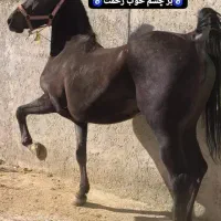 اسب کره مادیان پنج ماهه مشکی آینده دار زیبا|اسب و تجهیزات اسب‌سواری|تهران, فلسطین (میدان انقلاب)|دیوار