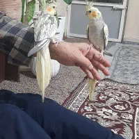 عروس هلندی گل باقالی