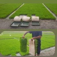 بانک‌نشاء برادران‌پاسندی