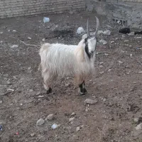 سلام  ۲ عدد  نربز  سیاه ۲ سال  وسفید  ۱ سال