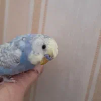 تعدادی مرغ عشق