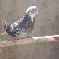 سفید چشم ونوک.سروردم سفید..سبز|پرنده|خمینی‌شهر, |دیوار