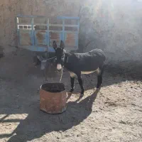 الاغ سرحالوگوسفندی|حیوانات مزرعه|اسفراین, |دیوار