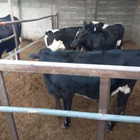 کوساله نر وماده