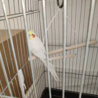 عروس هلندی سخن گو با تمام وسایل|پرنده|اسلامشهر, شهرک قائمیه|دیوار