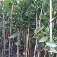 نهال خونی تاراکو|گل و گیاه طبیعی|قائمشهر, |دیوار