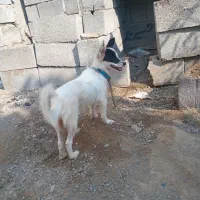 فروش سگ پاکوتاه نسل معتبر معاوضه با مرغ و خروس