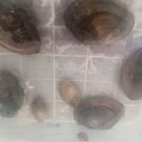 صدف دریای زنده|ماهی|دزفول, |دیوار