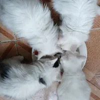 واگذاری گربه