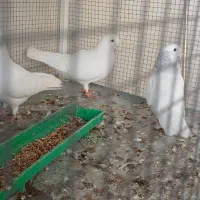 کبوترزیبا|پرنده|برازجان, |دیوار