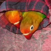 طوطی برزیلی فول رام