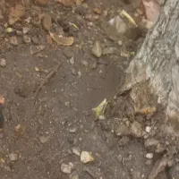 327متر-زمین-بر-احمد-آباد-چهار-دیواری-زیر-قیمت