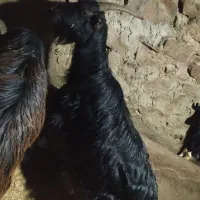 بز فروشی|حیوانات مزرعه|دهدشت, |دیوار