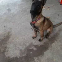 توله مالینویز ۳ماهه ماده|سگ|مهریز, |دیوار