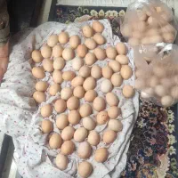 فروش تخم مرغ محلی 18هزار تومان