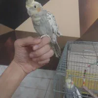 عروس هلندی ماده دستی|پرنده|محمدشهر, سیدآباد|دیوار