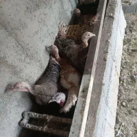 بوقلمون کرچ  و تخم بوقلمون نطفه دار