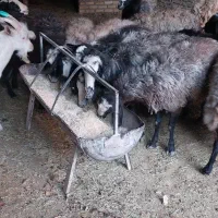 میش شال آبستن