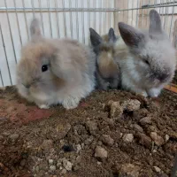 بچه خرگوش مینی لوپ هلندی مینیاتوری/همراه با مشاوره|موش و خرگوش|اصفهان, بوستان ناژوان|دیوار