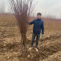 تولید نهال بادام حریر به قیمت ۵۰ ت|خدمات باغبانی و درختکاری|بناب, |دیوار