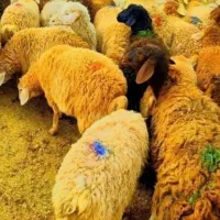 ذبح اسلامی عقیقه نذری عروسی /گوسفند زنده