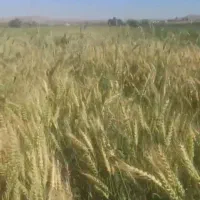 فروش گندم بذری واران